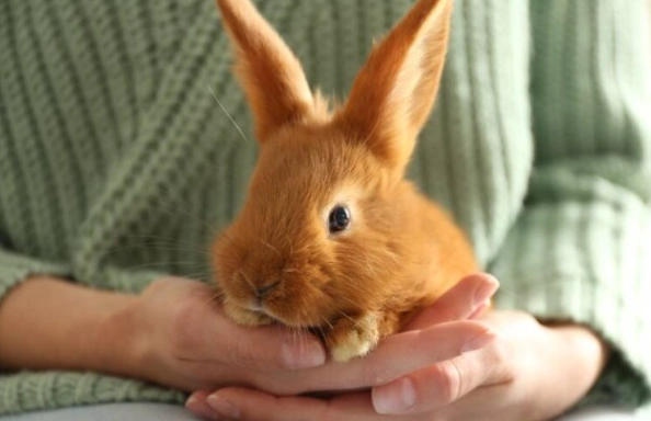 how to check if rabbit is pregnant