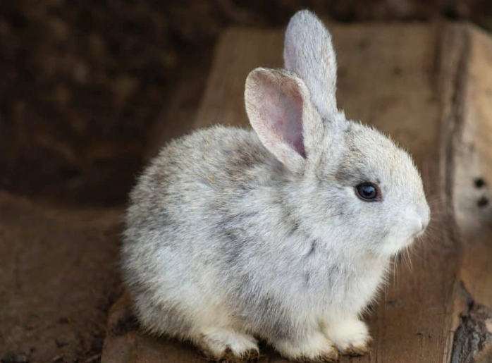 do rabbits make a sound