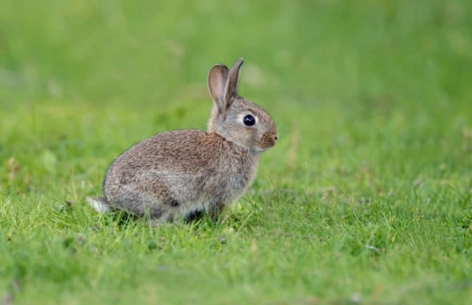 how to care for a cotton tails rabbit