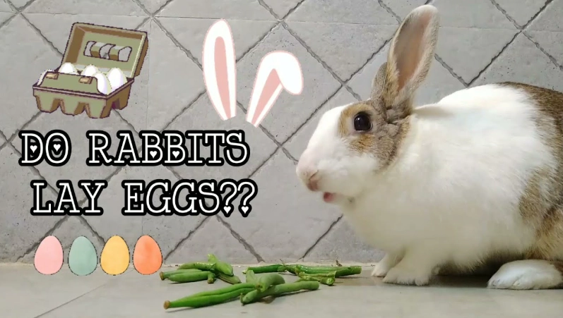 jack rabbit reproduction