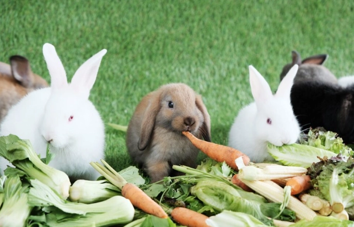 feeding rabbits vegetables