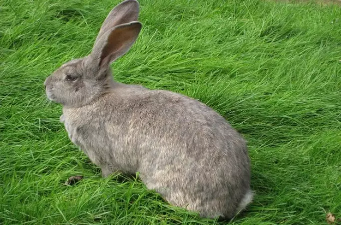 British Giant rabbit care