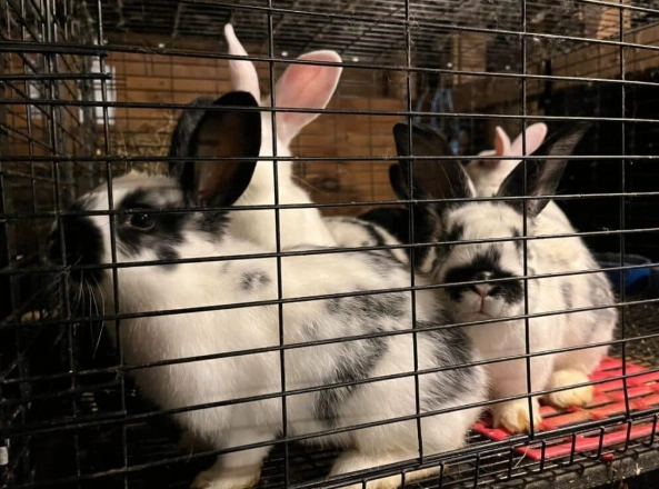 how to cook rabbit meat