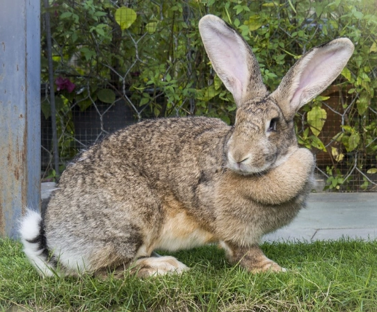 how much is a Flemish Giant rabbit how much is a Flemish Giant rabbit