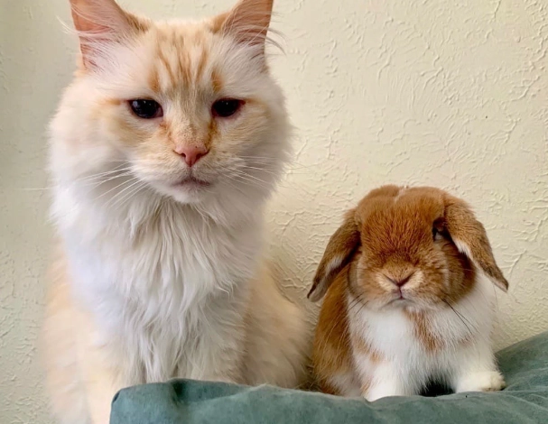 domestic cat predation