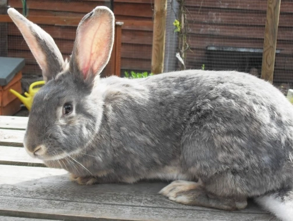 British Giant rabbit size