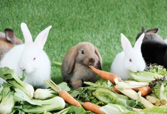 rabbit safe vegetables rabbit safe vegetables