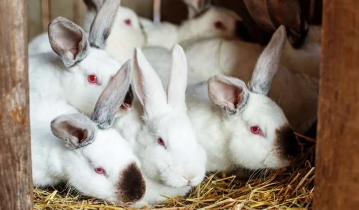 Californian rabbit cost