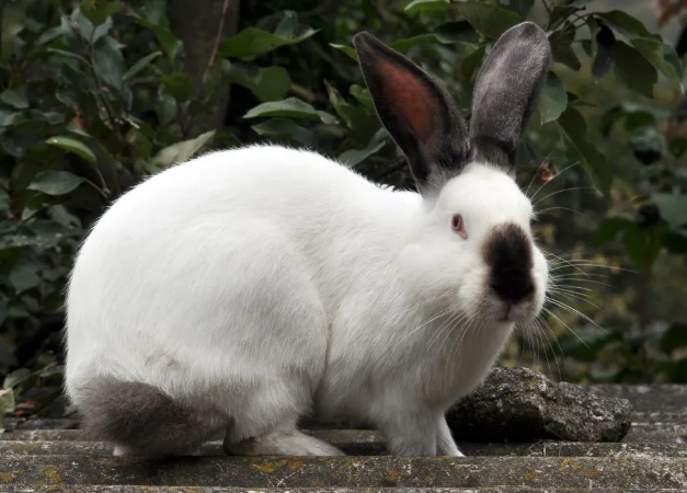 Californian rabbit pet