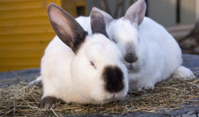 Californian rabbit care