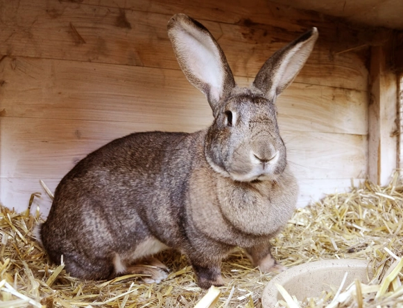 giant rabbit care