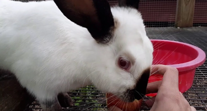 how much does a Californian rabbit weigh
