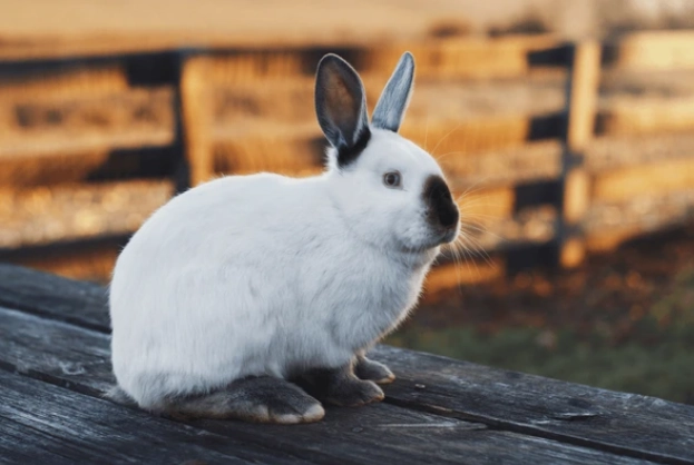 rabbit meat nutrition