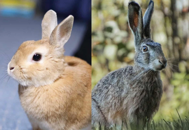 difference between rabbit and hare