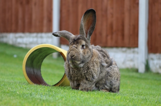 difference between giant rabbit breeds