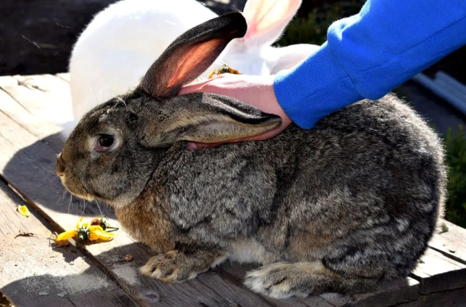friendliest giant rabbit breed