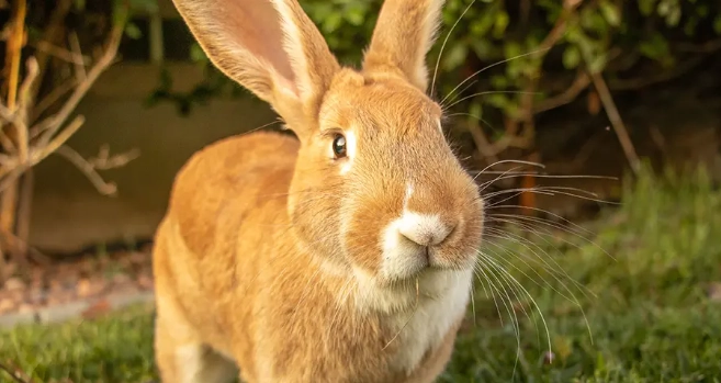 biggest rabbit breed