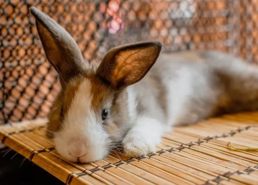 rabbit thumping meaning