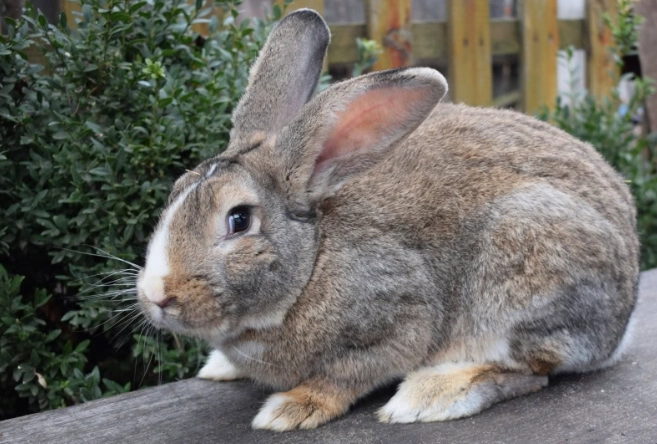 Flemish Giant vs Continental Giant