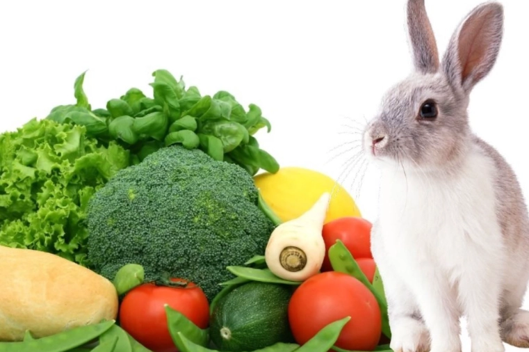 rabbit safe vegetables rabbit safe vegetables