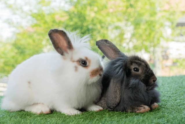 Californian rabbit temperament