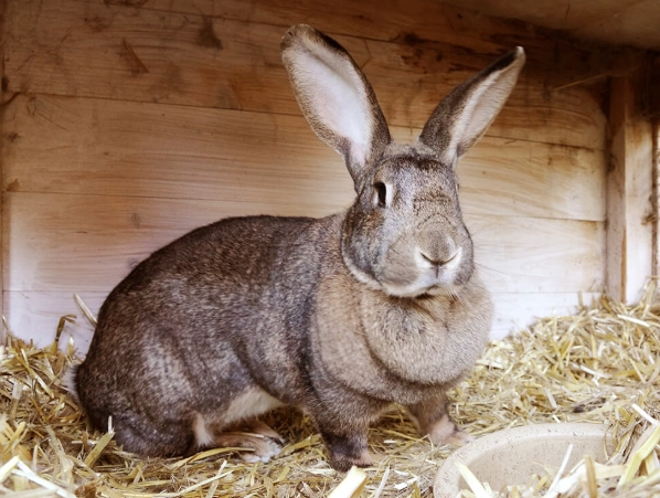 Large rabbit care