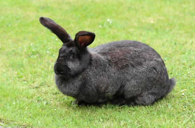 largest rabbit breed