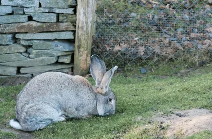 largest breed of rabbit
