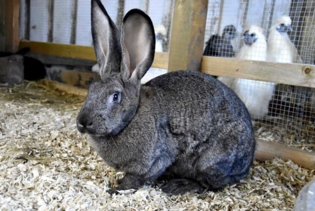 Flemish Giant rabbit price Flemish Giant rabbit price
