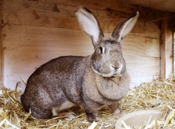 difference between giant rabbit breeds