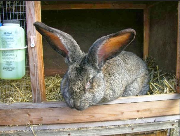 Large rabbit care