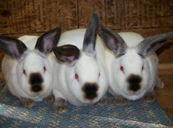 how to cook rabbit meat