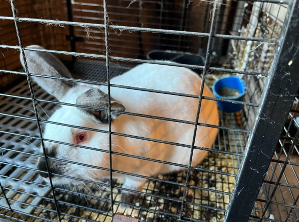 rabbit meat nutrition