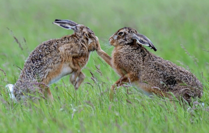 difference between rabbit and hare