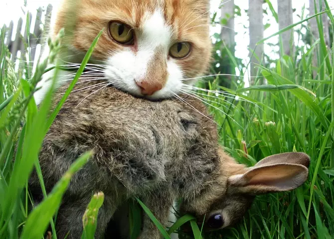 cat and rabbit together