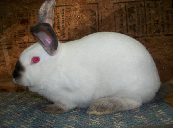 Californian rabbit care