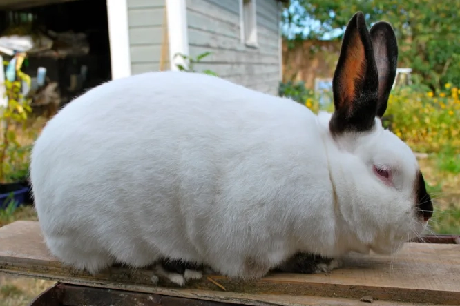 Californian rabbit pet