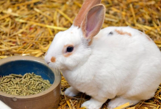 rabbit diet
