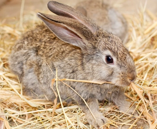 what do rabbits eat