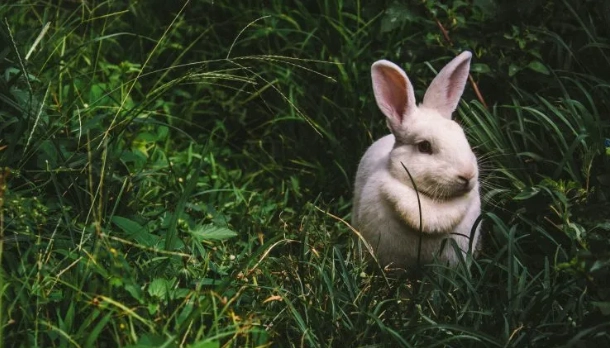 best meat rabbit breed