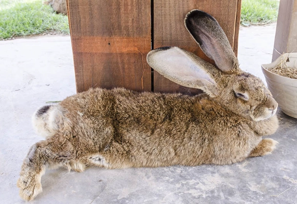 Flemish Giant rabbit cost Flemish Giant rabbit cost