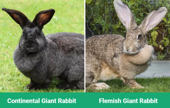 Flemish Giant vs Continental Giant