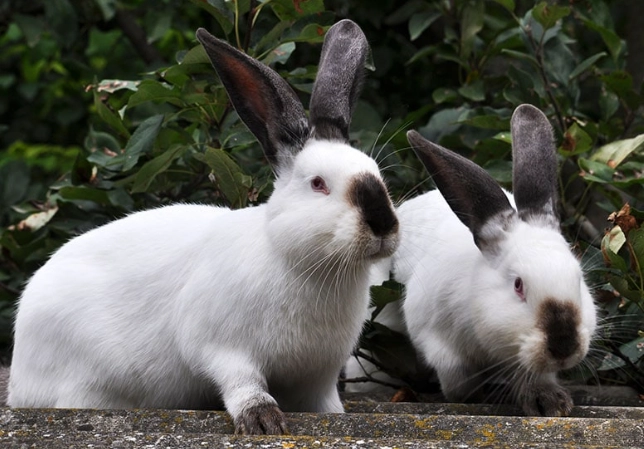 Californian rabbit availability