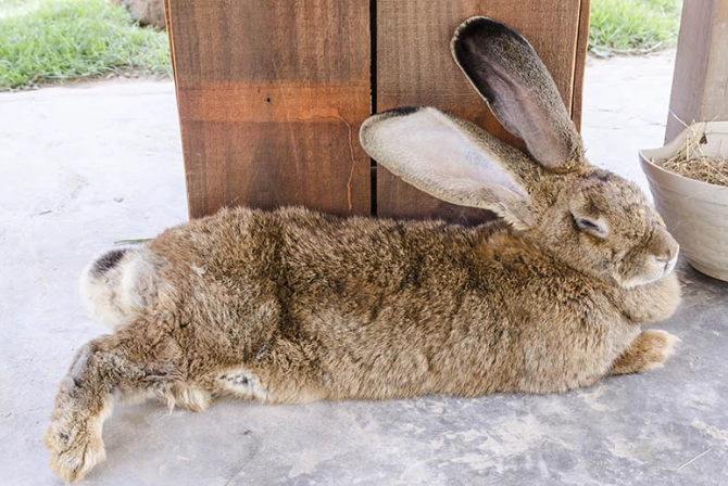 friendliest giant rabbit breed