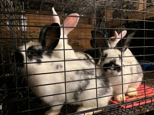 Californian rabbit care