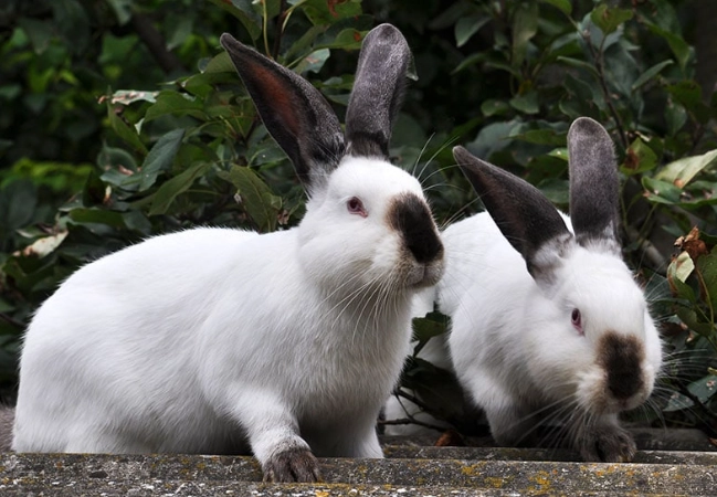 Californian rabbit pet