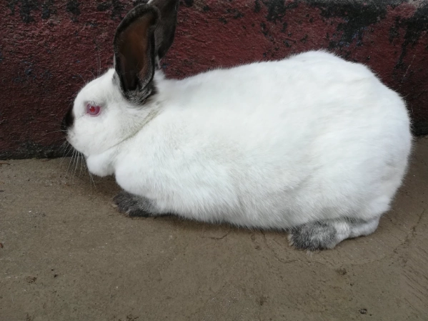how long do Californian rabbits live