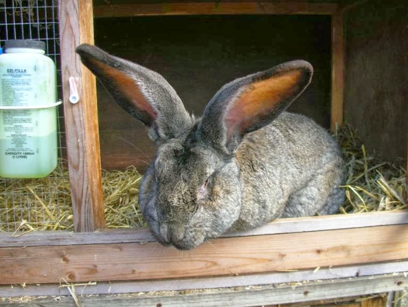 German Giant Rabbit