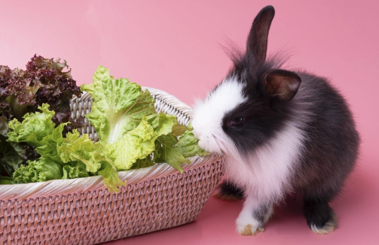 rabbit safe vegetables