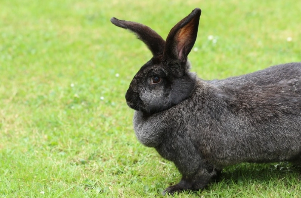 giant rabbit care